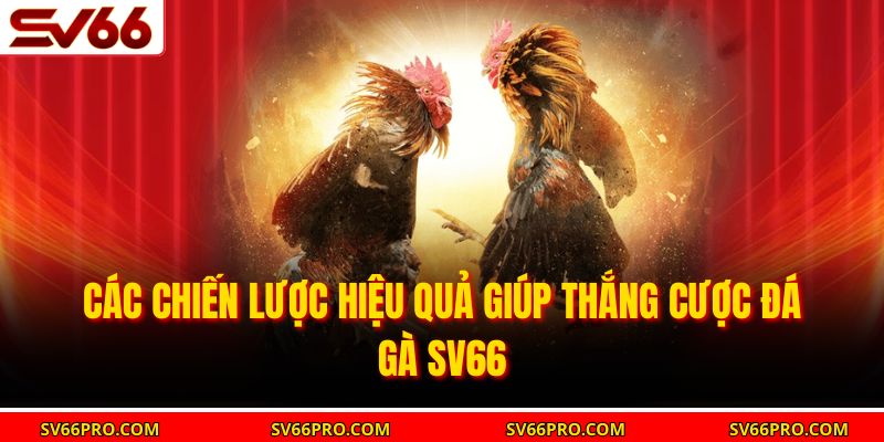 Các chiến lược hiệu quả giúp thắng cược đá gà SV66