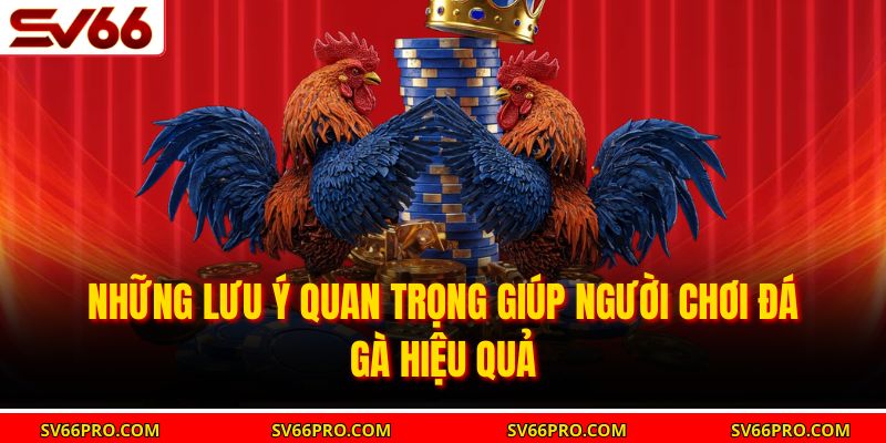 Những lưu ý quan trọng giúp người chơi đá gà hiệu quả